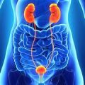 Urology Urology