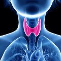 3d rendered medically accurate illustration of a womans thyroid gland 3d rendered medically accurate illustration of a womans thyroid gland